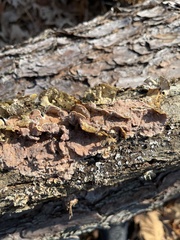 Gloeoporus dichrous