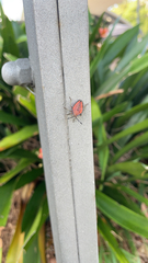 Tessaratoma papillosa