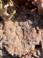 Gloeoporus dichrous