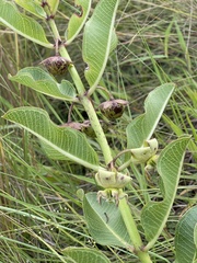 Pachycarpus appendiculatus