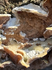 Gloeoporus dichrous