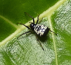 Micrathena patruelis