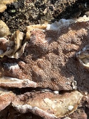 Gloeoporus dichrous
