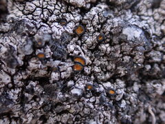 Caloplaca litoricola