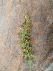 Asplenium fontanum