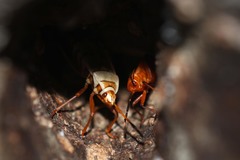 Probergrothius