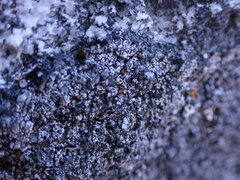 Caloplaca litoricola