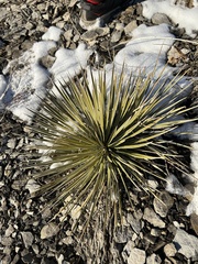 Yucca glauca