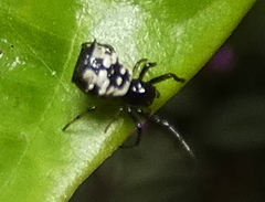 Micrathena patruelis