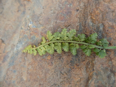 Asplenium fontanum