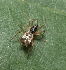 Micrathena picta