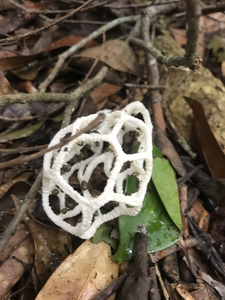 Clathrus chrysomycelinus · June 2019 · photo: © kk6zly (iNaturalist, cc-by-nc)
