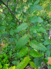 Nothofagus obliqua
