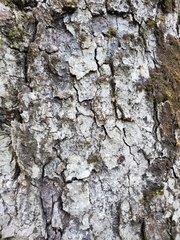 Nothofagus obliqua