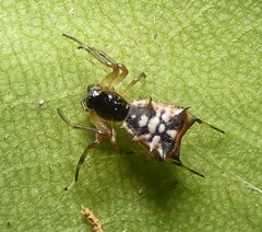 Micrathena picta