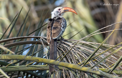 Tockus erythrorhynchus