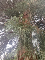 Sequoiadendron