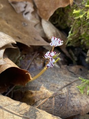 Erigenia bulbosa