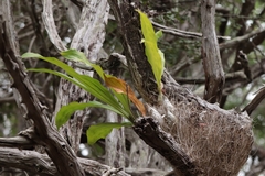 Catasetum integerrimum