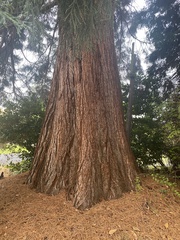 Sequoiadendron