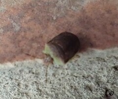 Misippus spinolae