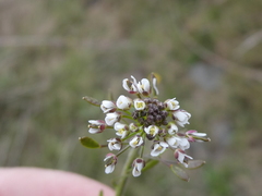 Draba muralis