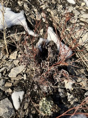 Eriogonum brevicaule brevicaule