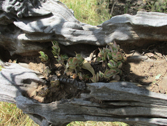 Kalanchoe rotundifolia