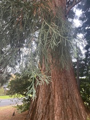 Sequoiadendron
