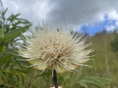 Protea caffra falcata