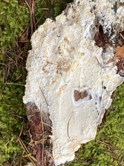 Fibulomyces mutabilis