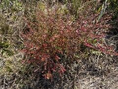 Vaccinium myrsinites