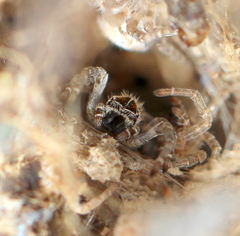 Stegodyphus dumicola