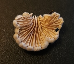 Schizophyllum commune