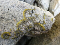 Polycauliona verruculifera