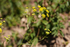 Bupleurum falcatum