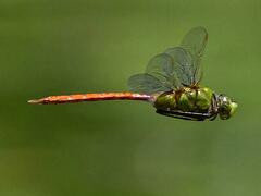 Anax longipes
