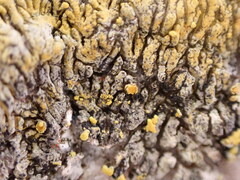 Polycauliona verruculifera