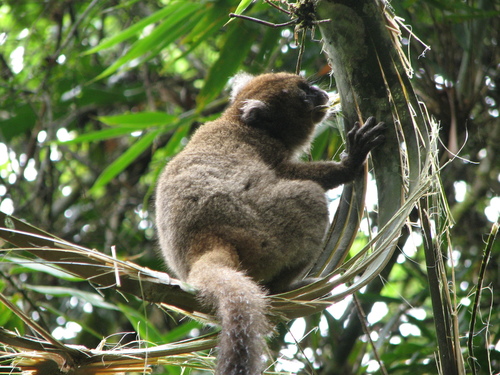 Greater Bamboo Lemur