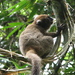 Prolemur - Photo (c) ecololo, some rights reserved (CC BY-NC-SA)