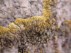 Polycauliona verruculifera