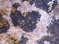 Hydropunctaria maura