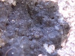 Hydropunctaria maura