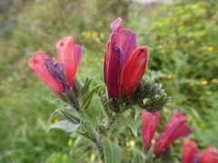 Echium creticum