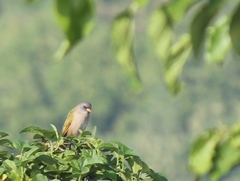 Embernagra platensis