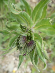 Echium creticum