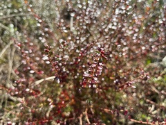 Vaccinium myrsinites