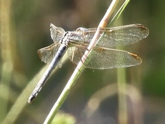 Dasythemis