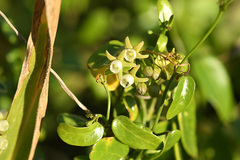 Cynanchum ellipticum