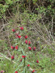 Echium creticum